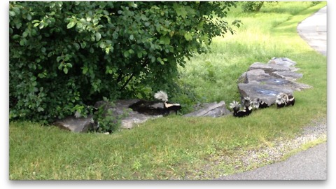 Cute baby skunks explore their surroundings