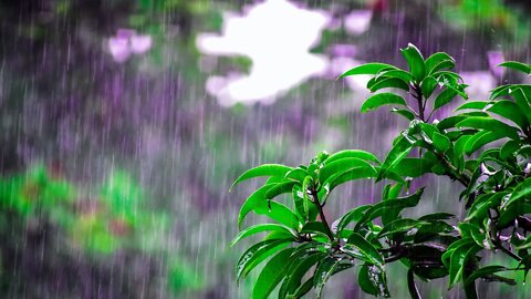 Relaxing Rain 24/7 Stream - Calming sounds of rain to help you relax and sleep better