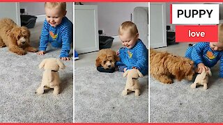 Mum in hysterics filming her baby boy driving their puppy crazy by playing with his new dog toy