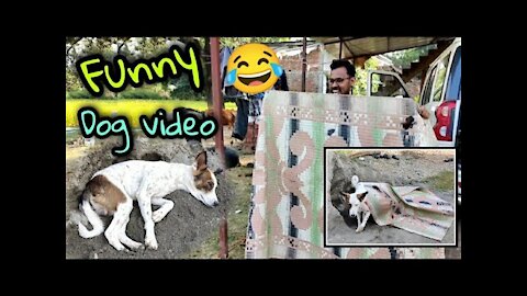 Must Watch Most Funny 😂 Dog Videos || Dog Prank latest videos