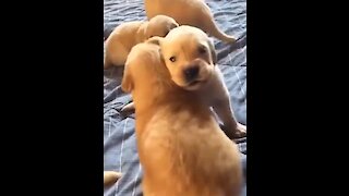 Litter of puppies adorably learn how to howl