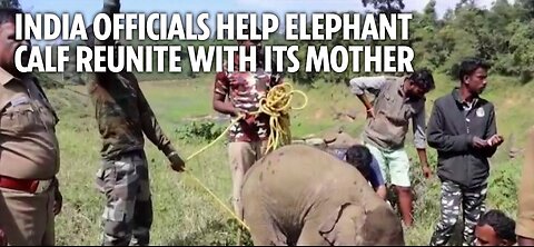 India officials help elephant calf separated from herd reunite with its mother