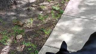 Dog Runs Away From A Small Turtle