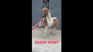 Sassy pony