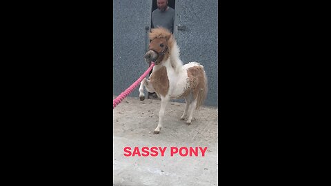 Sassy pony