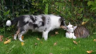 Dog playfully drags cat by leash