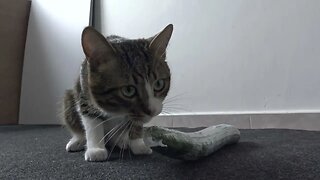 Cat Inspects the Weird Cucumber