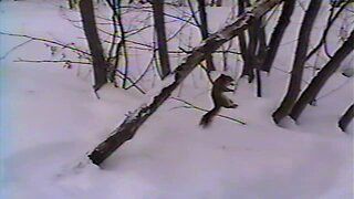 PRIMITIVE SURVIVAL, Squirrels Caught With A Sloping Tree Snare