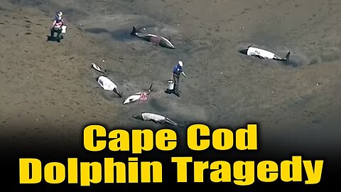 Heartbreaking Dolphin Disaster: Over a Dozen Perish in Cape Cod Mass Stranding 🐬