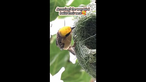 Birds amazing skill in building thier nest