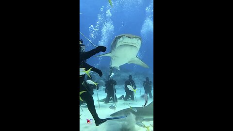 tiger shark beautiful close pass