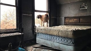 Mom And Her Pups Were Rescued From The Freezing Temperatures In St. Louis