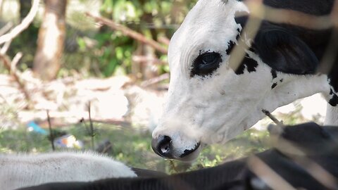 Cow Stock Footage - Cow Free Stock Videos - Cow No Copyright Videos