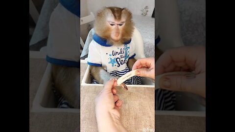 Cute Monkey lifestyle living at home and anywhere #short #cute #funny