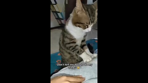 Funny moment of cat