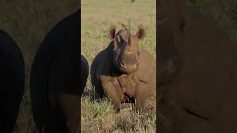 Our Close Encounter With the Black Rhino!🤔#shorts #safari #travel #travelling