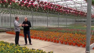 Petitti's Greenhouse Plants