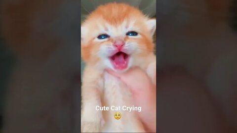 Cute Cat Crying 😢