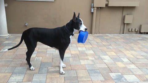 Funny Great Dane carries Dog Bowl outside