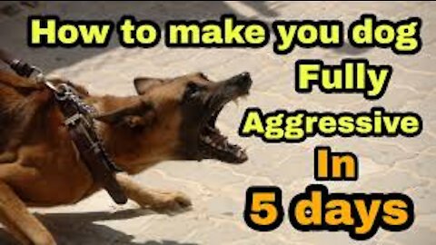 (Rage Fire)How To Make Dog Become Fully Aggressive With Few Simple Tips