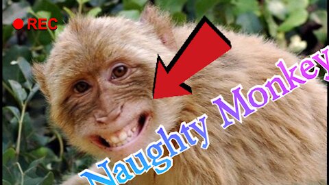 Naughty Monkey video