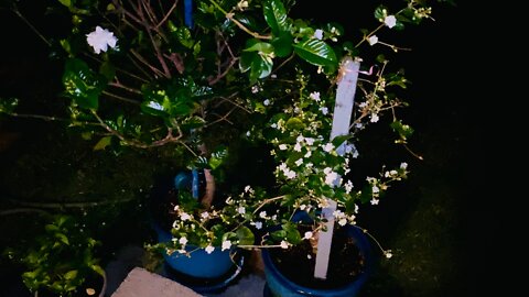 Jasmine and Gardenia Flowers