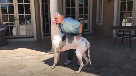 Joyful Great Dane Jumps Out of the Pool To Greet his Dad