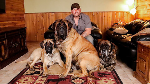 My Monster Mastiff Weighs 250lbs | TRULY