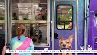 GTK: Maryland SPCA adoption events this week