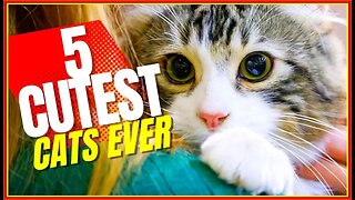 Top 5 cutest cat breeds EVER