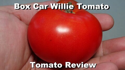Box Car Willie Tomato 2023