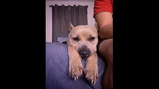 Pit bull ASMR