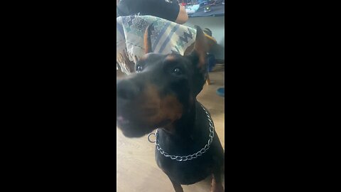 Doberman Dog gets a treat today!