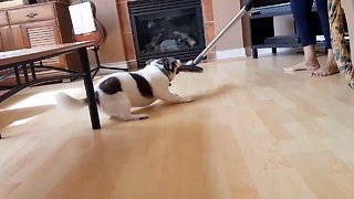 Dog Goes Wild When Gramma Vacuums