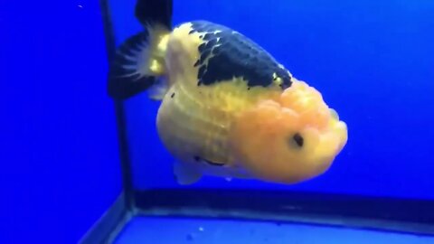 Cute Goldfish Ranchu-7