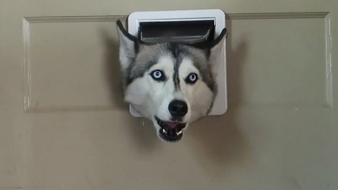 Husky Greets Her Owners Through A Tiny Doggy Door