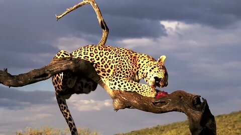 "Leopard Hunting: The Art of Stealth and Precision"