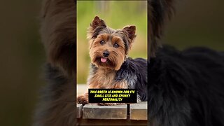 "Unleashing the Adorable: The Yorkshire Terrier Short You Can't Resist!"