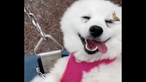 🐶 Funny Dog Videos 2022 🐶 EPISODE 6 🤣 It’s time for ANOTHER LAUGH with these crazy dogs 🐕