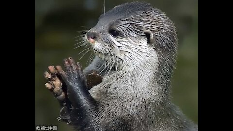 Asian Small Clawed Otter | Cuteness OVERLOAD!!