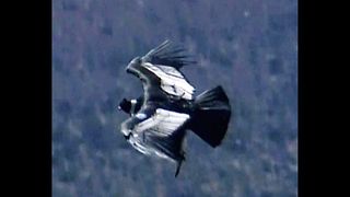 Condors Released Into Wild