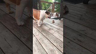 #bulldog #deck