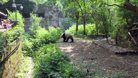 Chengdu Research Base of Giant Panda Breeding, or Panda Base