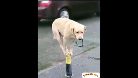 funny dog 🐕 interesting video