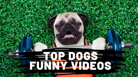 Try Not To Laugh At This Funny Dog Video Compilation 🤣🤣🤣🤣🤣