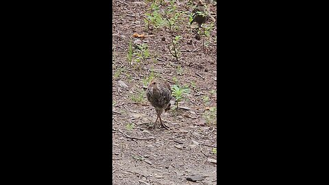 Baby Turkey