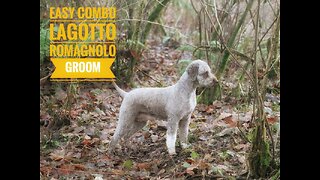 Lagotto Romagnolo Combo groom!