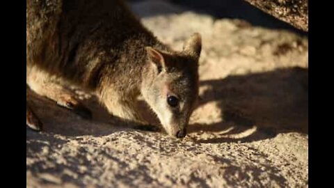 Wallaby bebé interage com visitantes em ilha Australiana