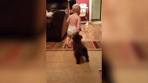Cuteness Overload: Baby Vs. Puppy Tug Of War