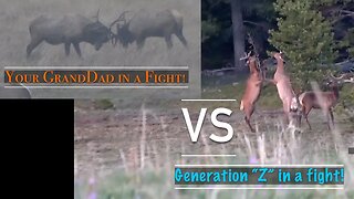 If you know. . .you know!! Your GrandDad in a fight VS. Gen. "Z" in a fight! Bull Elk Fight!